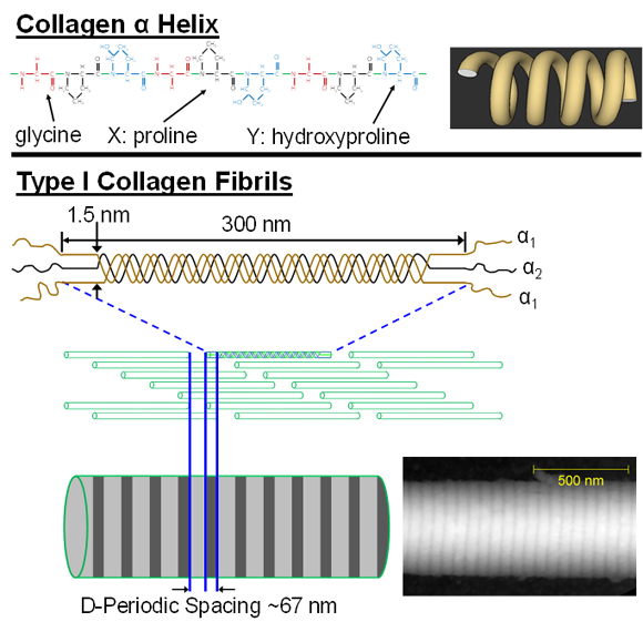 Type I Collagen Structure